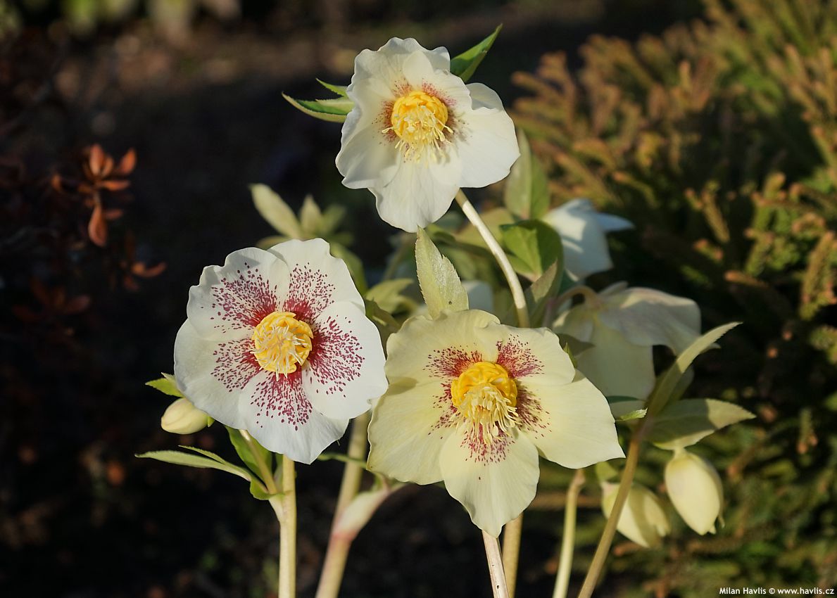 helleborus orientalis Pretty Ellen Yellow Spotted Gold