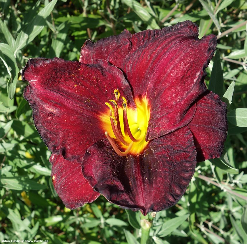 hemerocallis Chocolate Candy 2016 1.jpg
