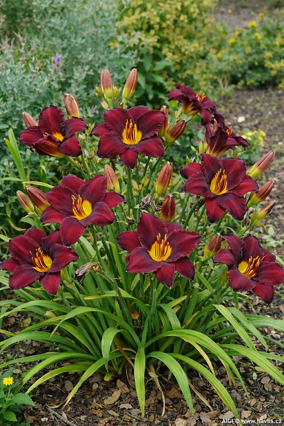 hemerocallis Chocolate Candy 2026 AGI.jpg