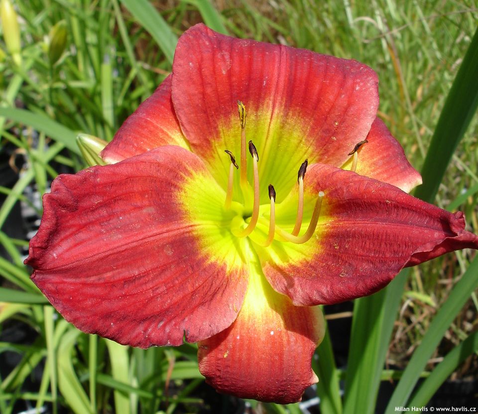 hemerocallis Christmas Is