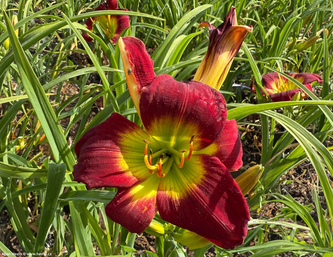 hemerocallis Christmas Is