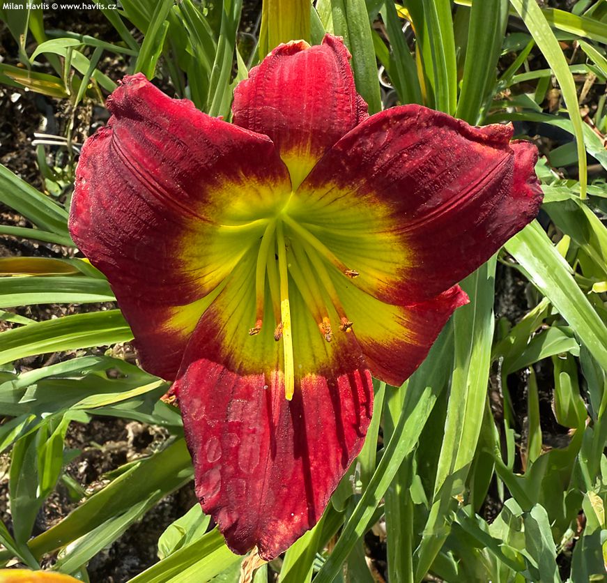 hemerocallis Christmas Is