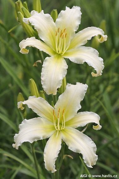 Hemerocallis 'HEAVENLY ANGEL ICE'