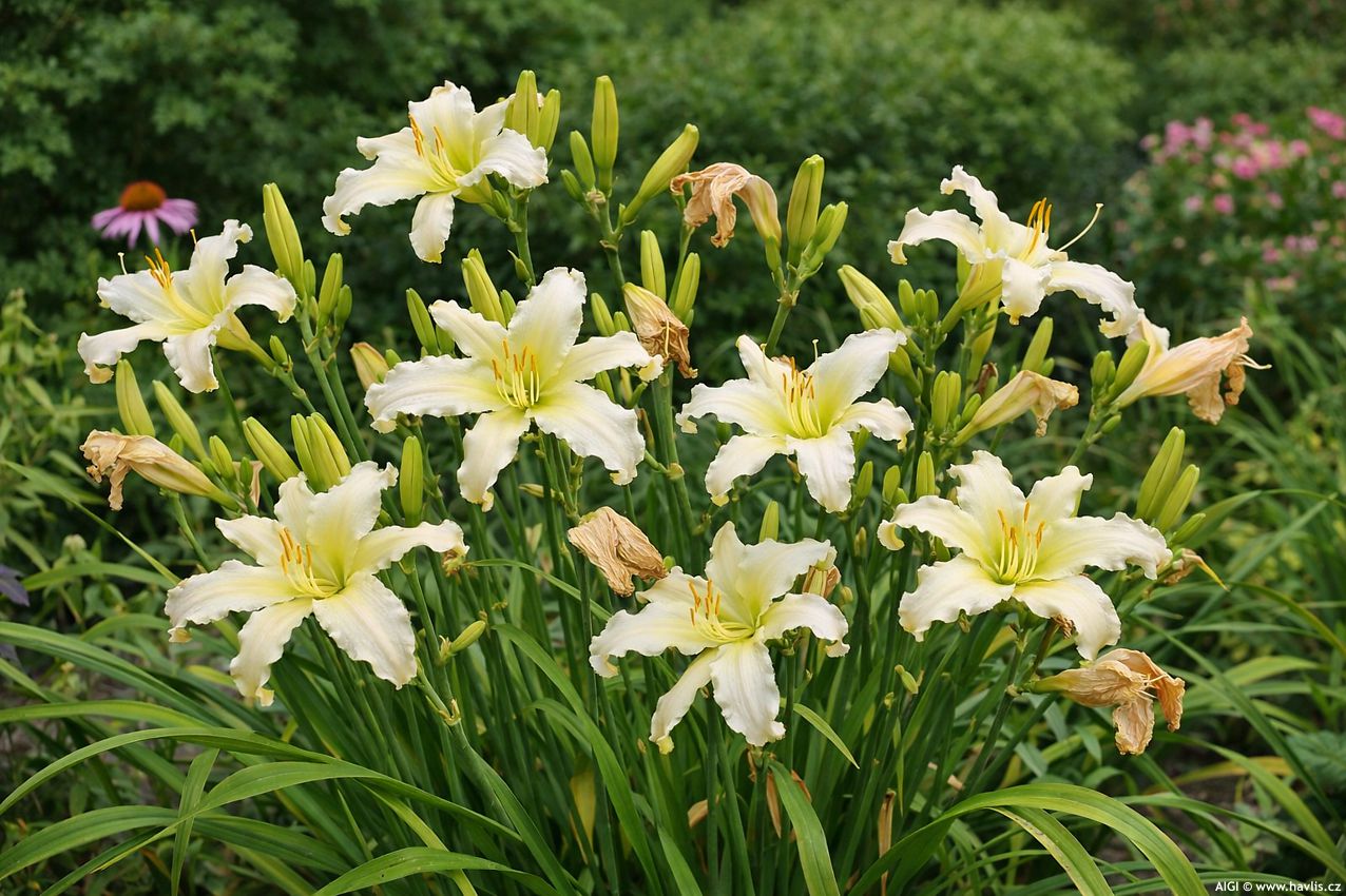 hemerocallis Heavenly Angel Ice 2026 AIGI 2.jpg