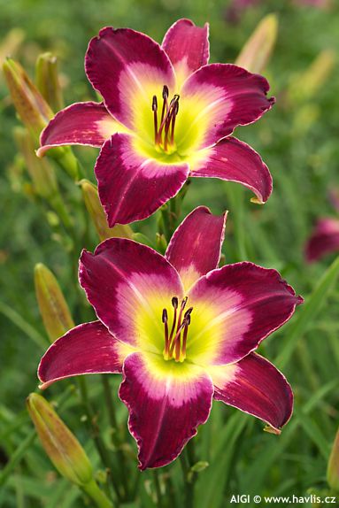 Hemerocallis 'LONGFIELDS MODEL'