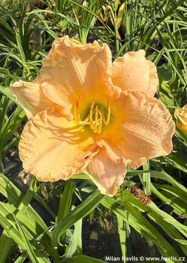 Hemerocallis 'LULLABY BABY' (W.Spalding)