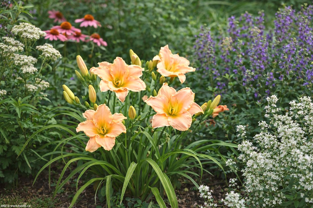hemerocallis Lullaby Baby 2026 AIGI 1.jpg