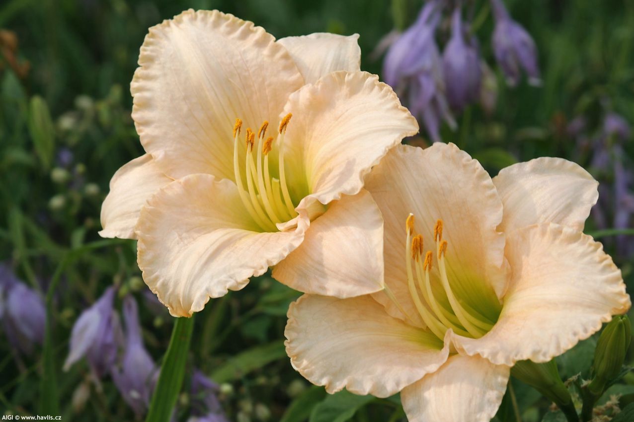hemerocallis Lullaby Baby 2026 AIGI 2.jpg