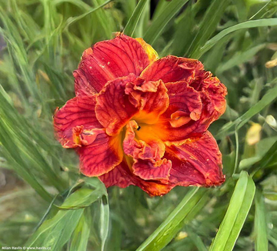hemerocallis Paprika Flame