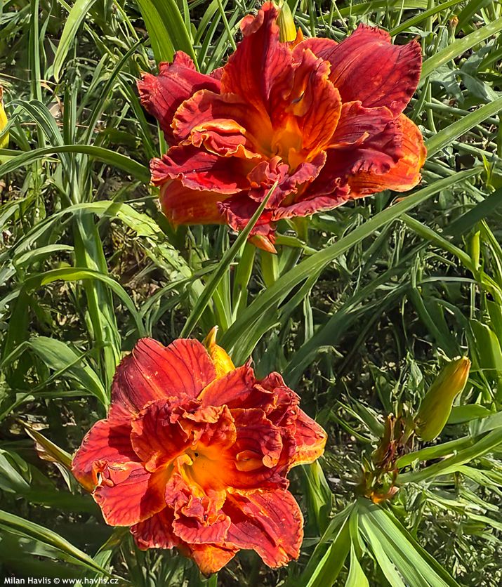 hemerocallis Paprika Flame