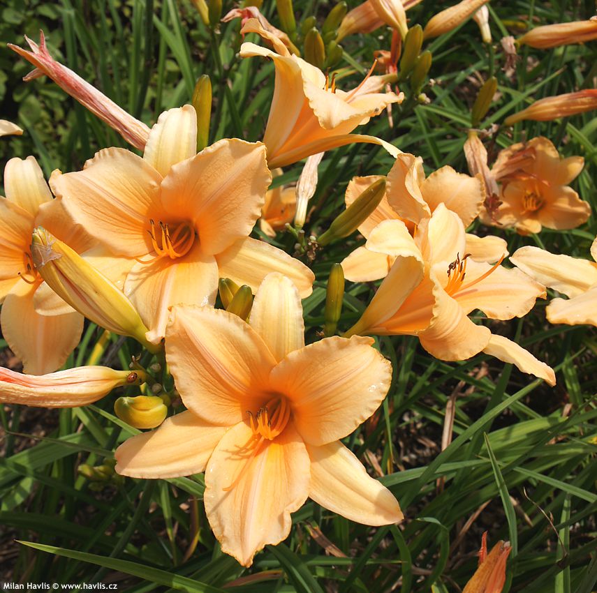 hemerocallis Ruffled Apricot 2012.jpg