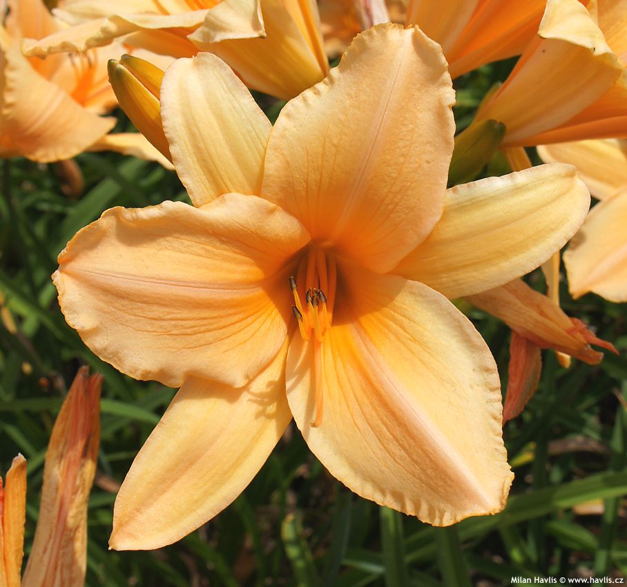 hemerocallis Ruffled Apricot 2012 2.jpg