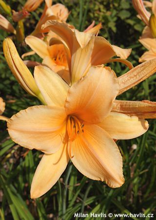 Hemerocallis 'RUFFLED APRICOT'