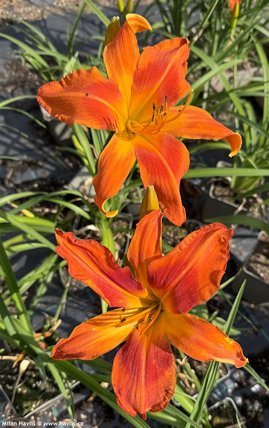 hemerocallis Screamcicle 2025 (1).jpg