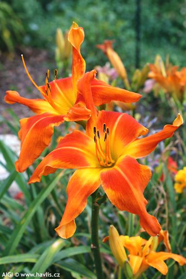 Hemerocallis 'SCREAMCICLE' (Cochenour)