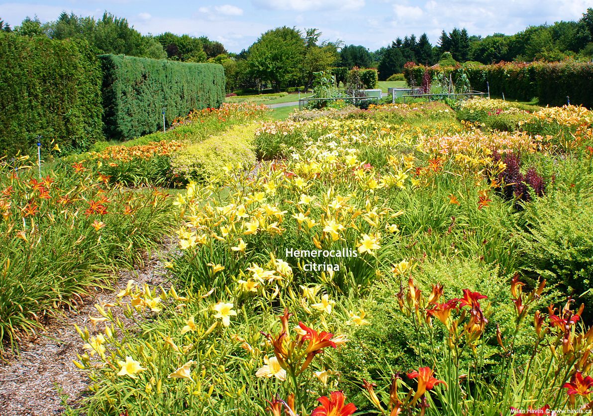 hemerocallis citrina