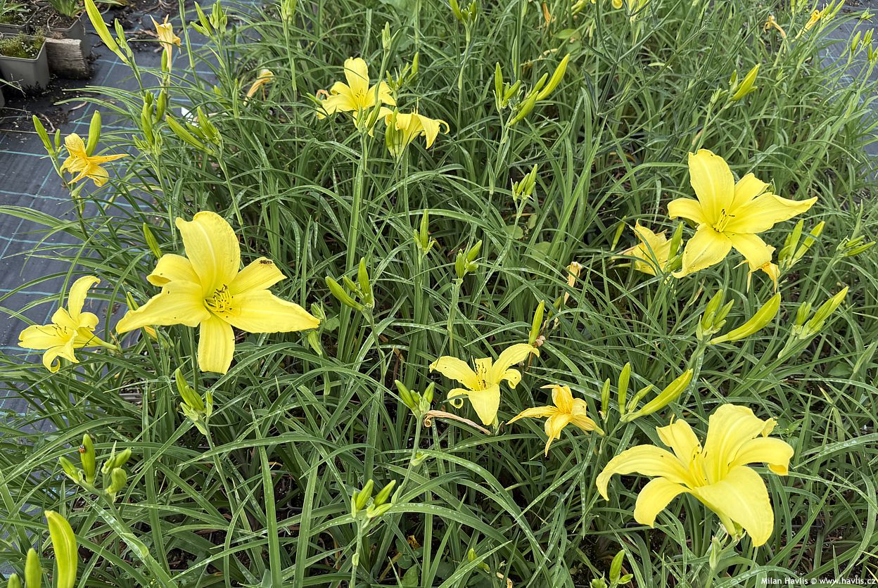 hemerocallis citrina