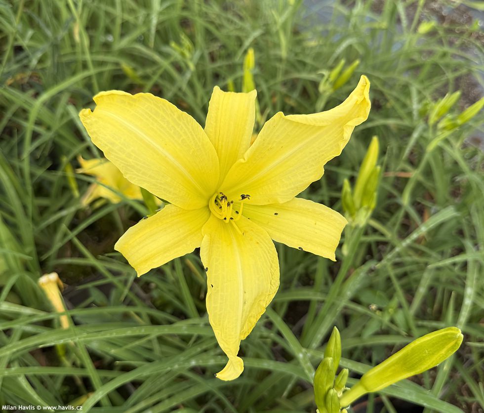 hemerocallis citrina