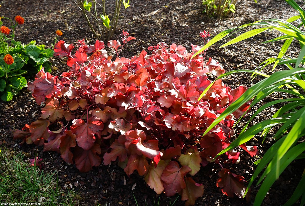 heuchera Cranberry 2026 (10).jpg