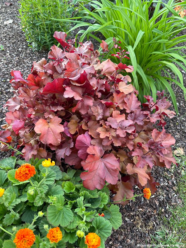 heuchera Cranberry 2026 (1).jpg