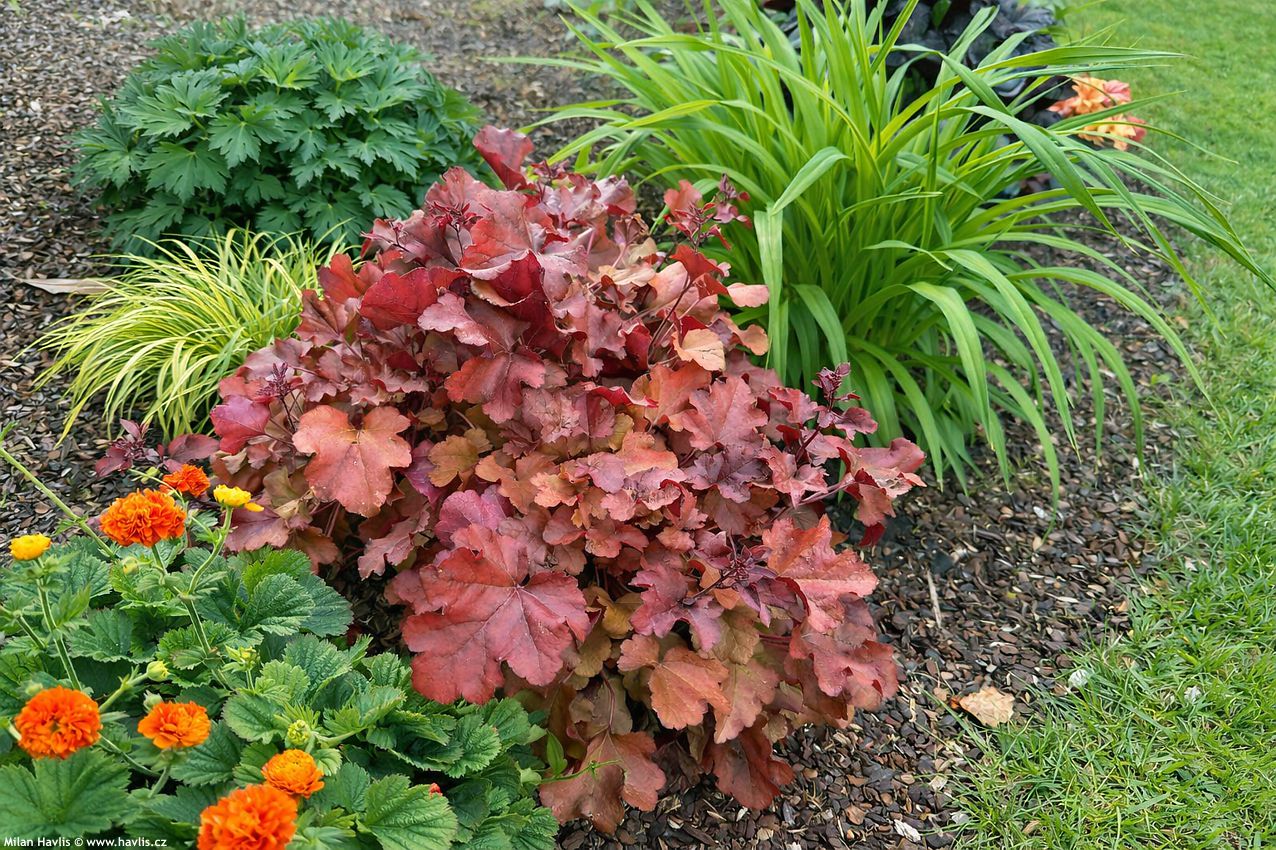 heuchera Cranberry 2026 (8).jpg