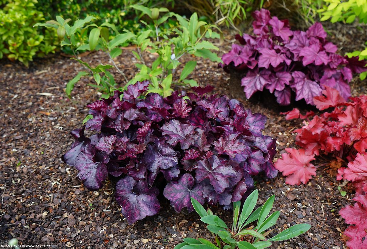 heuchera Mulberry