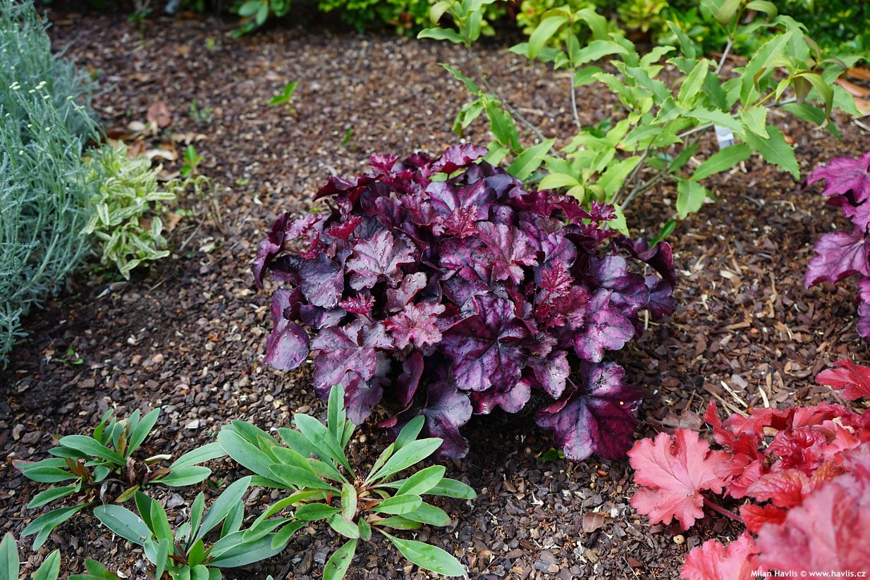 heuchera Mulberry