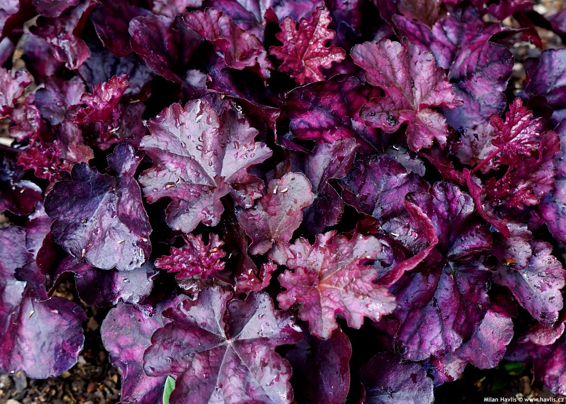 heuchera Mulberry