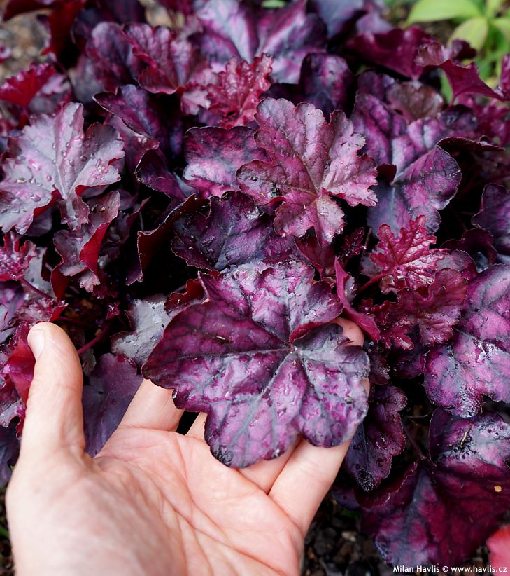 heuchera Mulberry