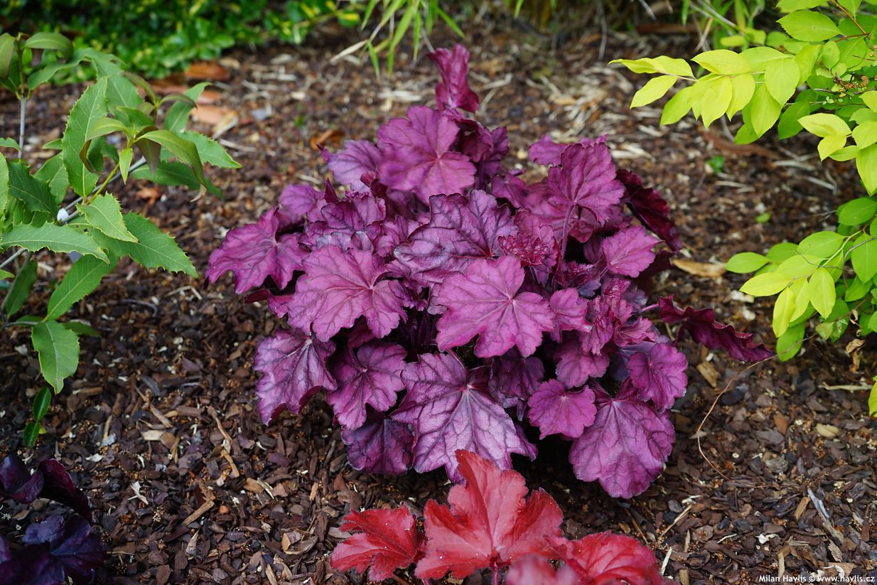 heuchera Pink Panther