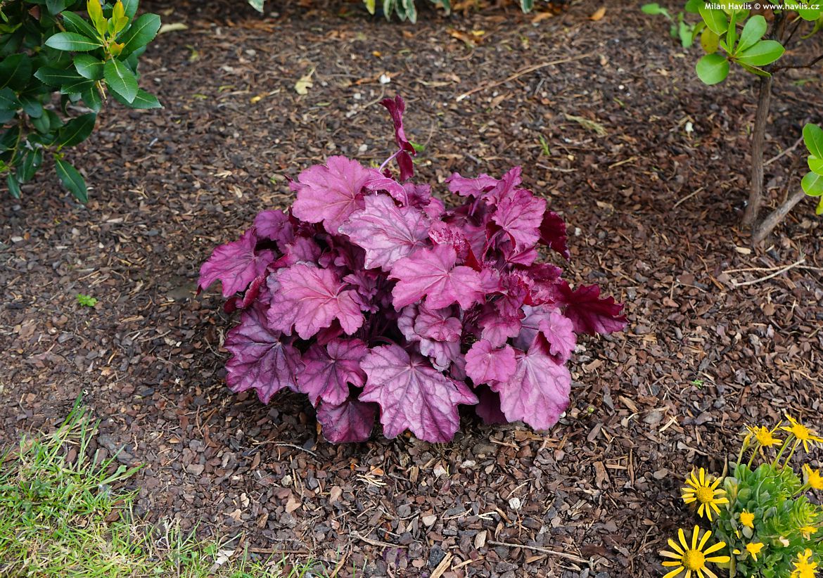 heuchera Pink Panther