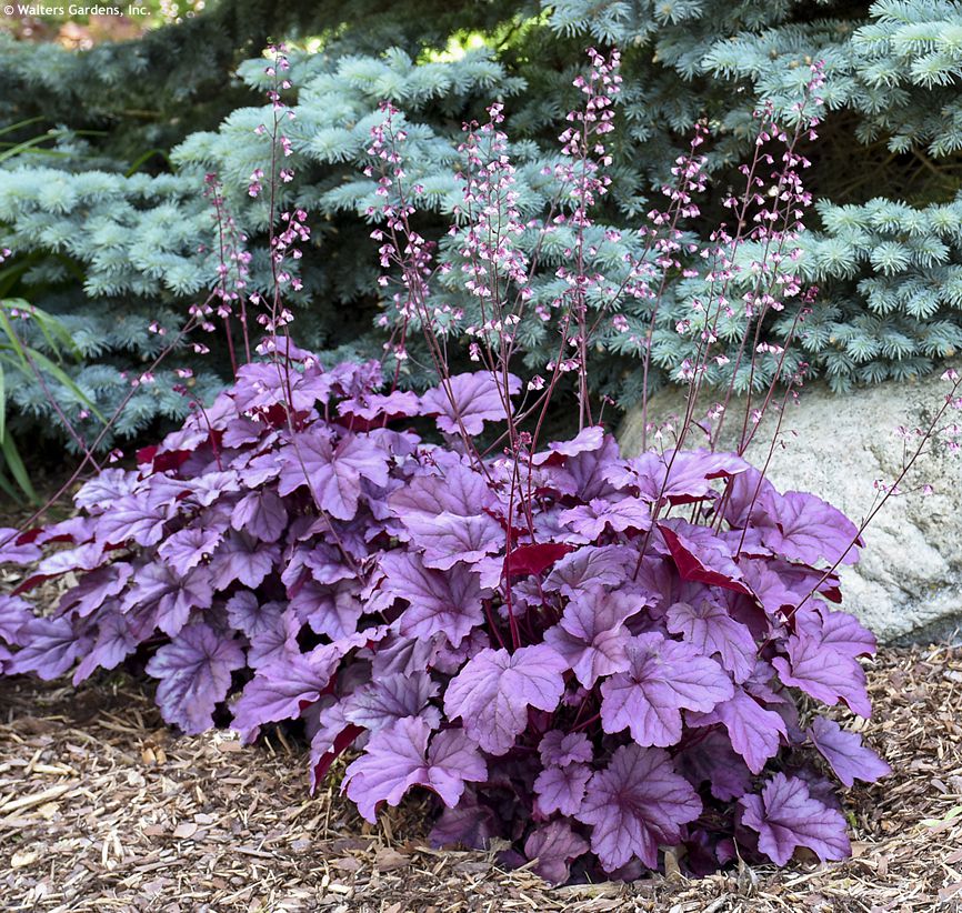 heuchera Pink Panther