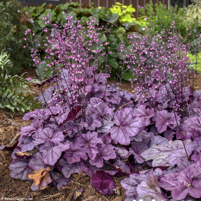 heuchera Pink Panther