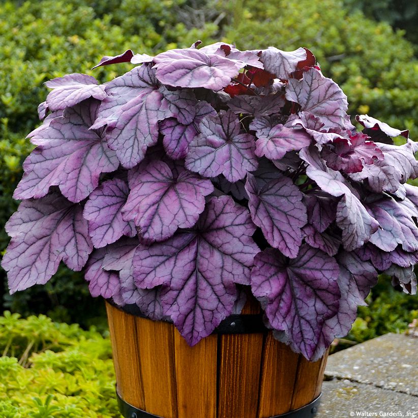 heuchera Pink Panther
