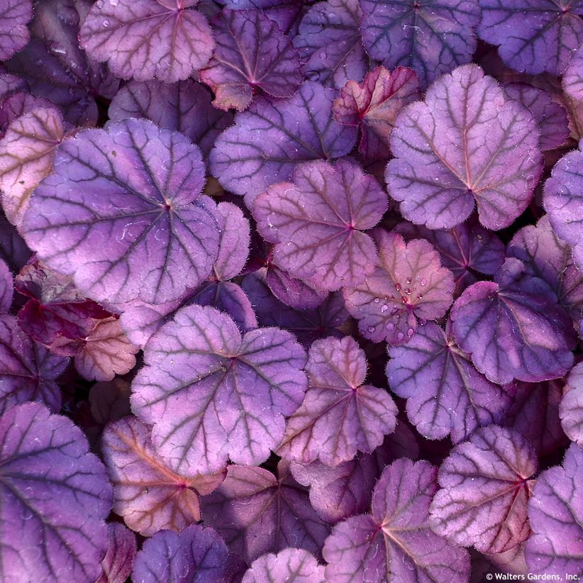 heuchera Pink Panther