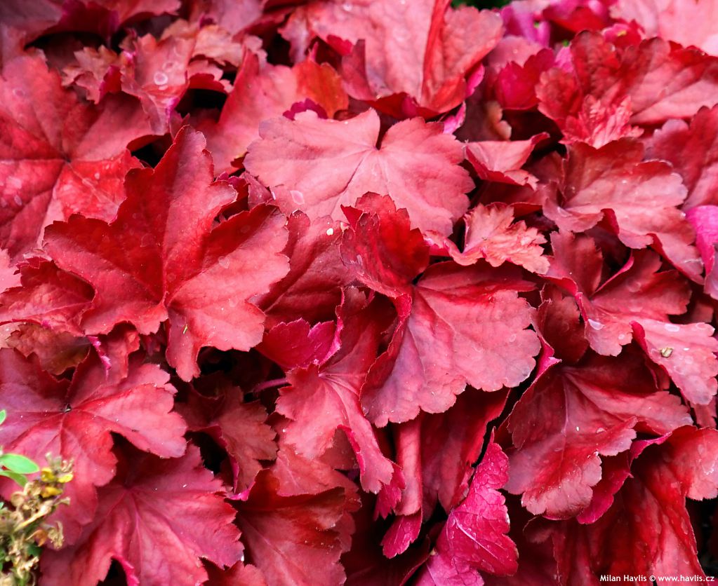 heuchera Royal Ruby