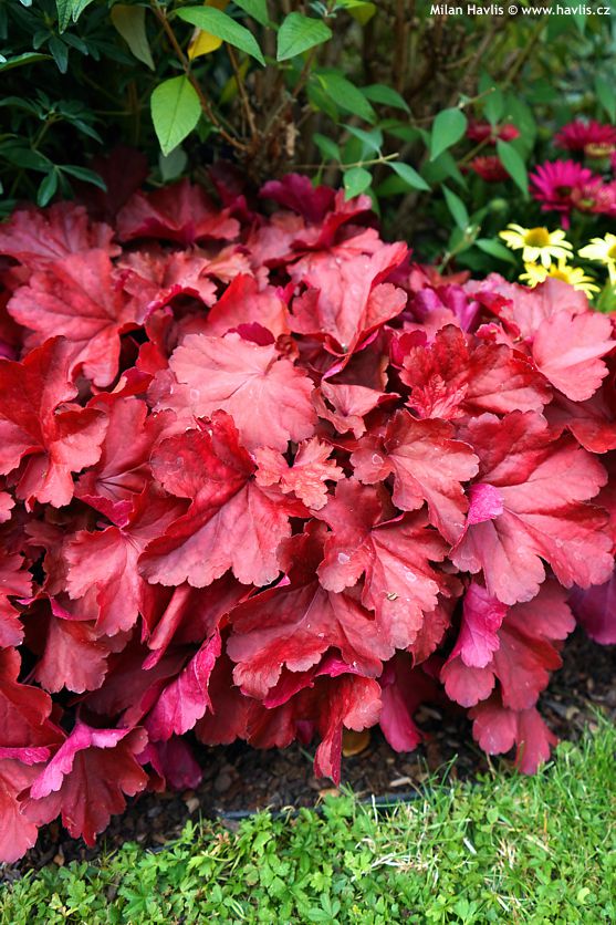 heuchera Royal Ruby