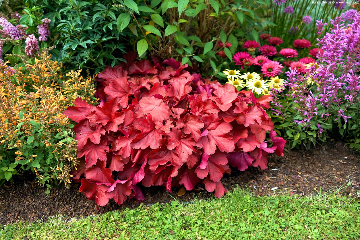 heuchera Royal Ruby