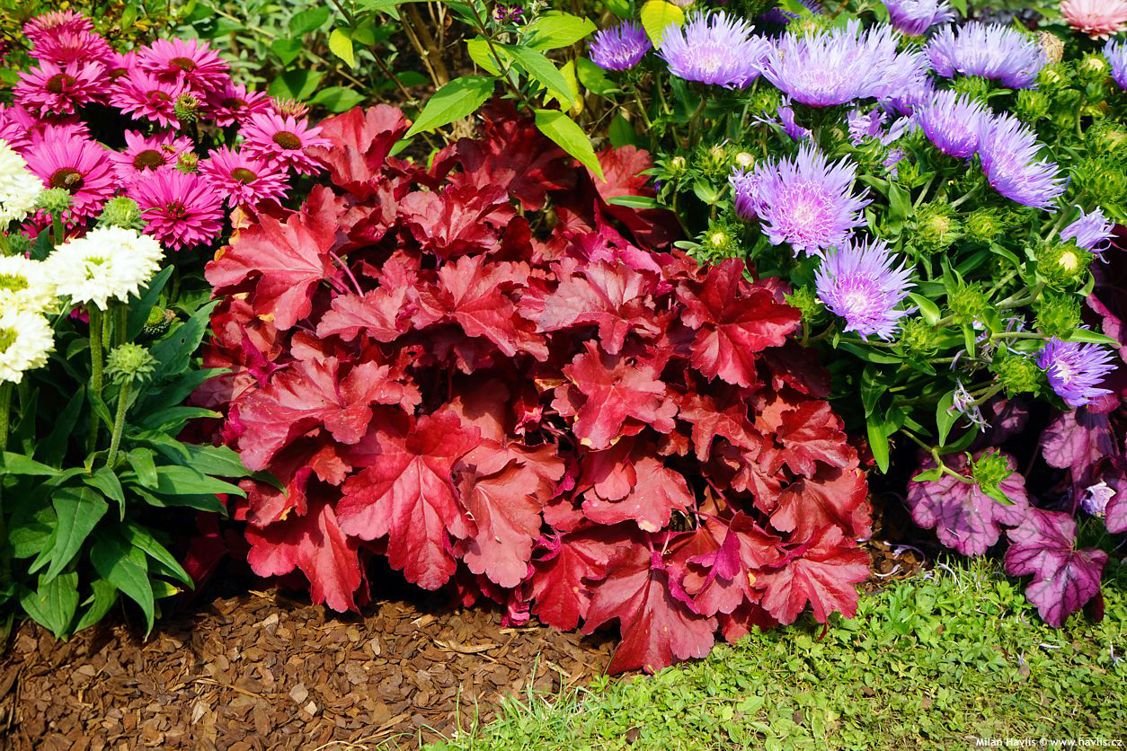 heuchera Royal Ruby