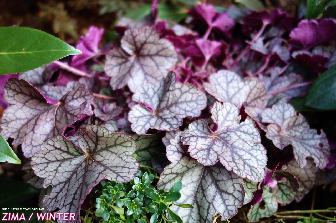 heuchera Silver Scrolls 2016 leden.jpg