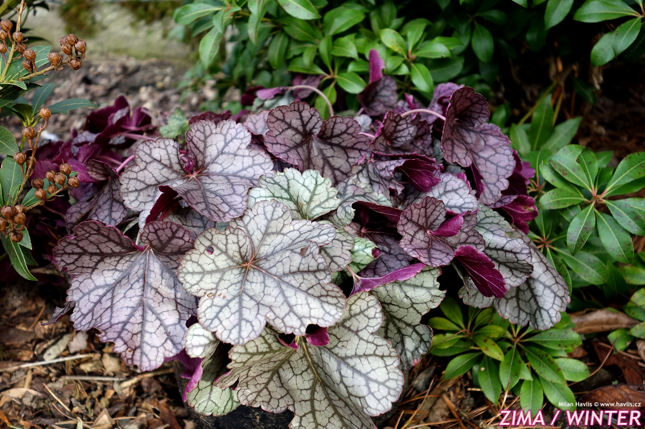 heuchera Silver Scrolls 2016 leden 4.jpg