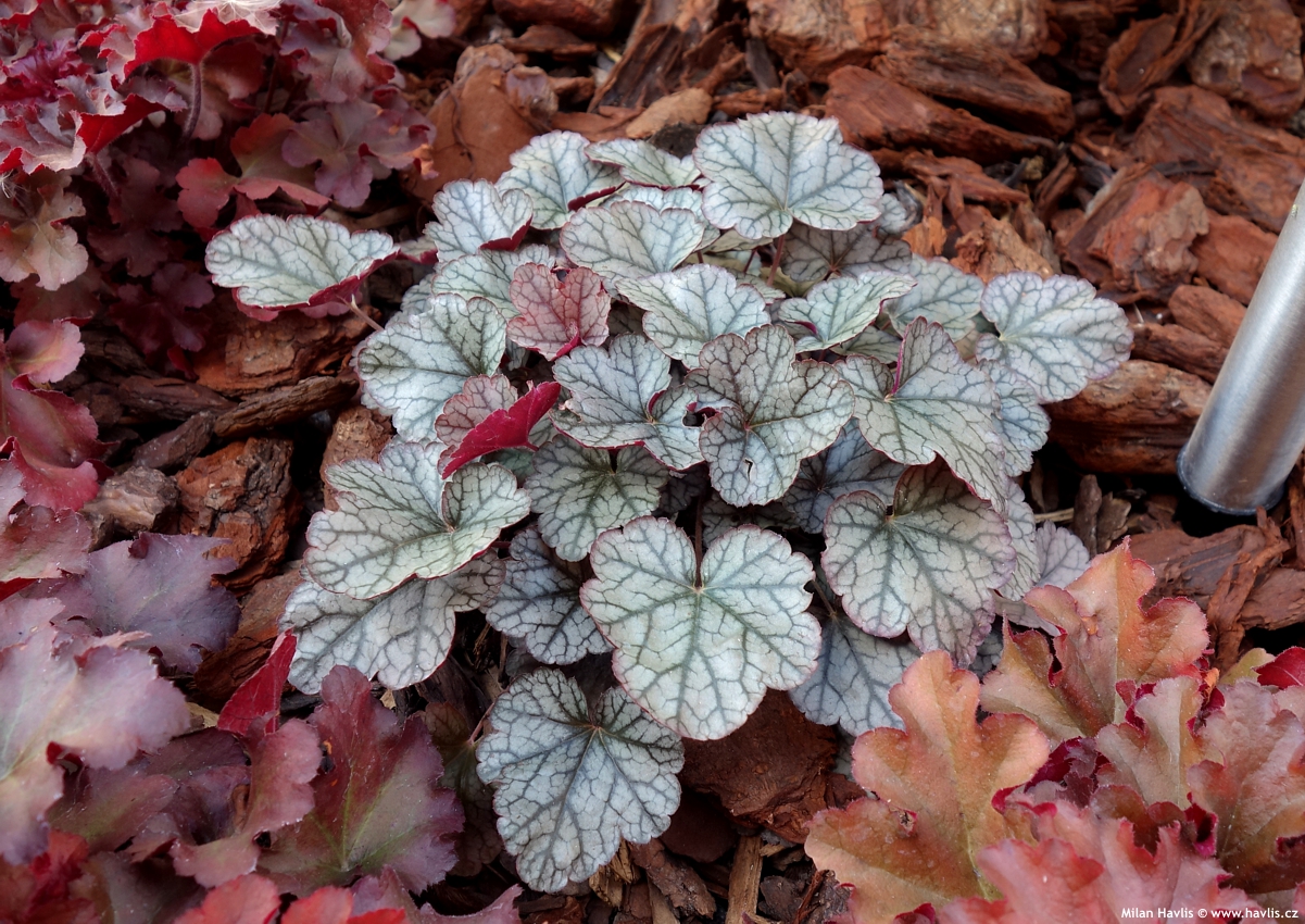 heuchera Silver Scrolls 2018 1.jpg