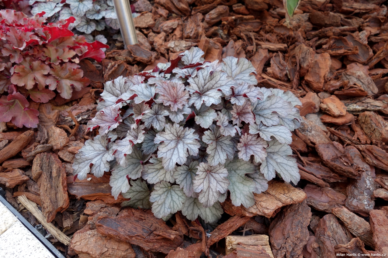 heuchera Silver Scrolls 2018 2.jpg