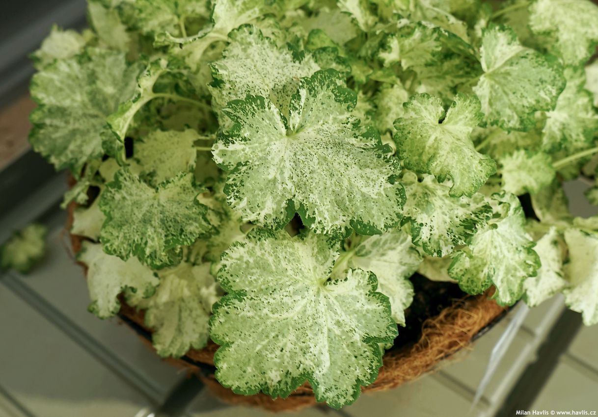 heuchera americana Frozy Panky