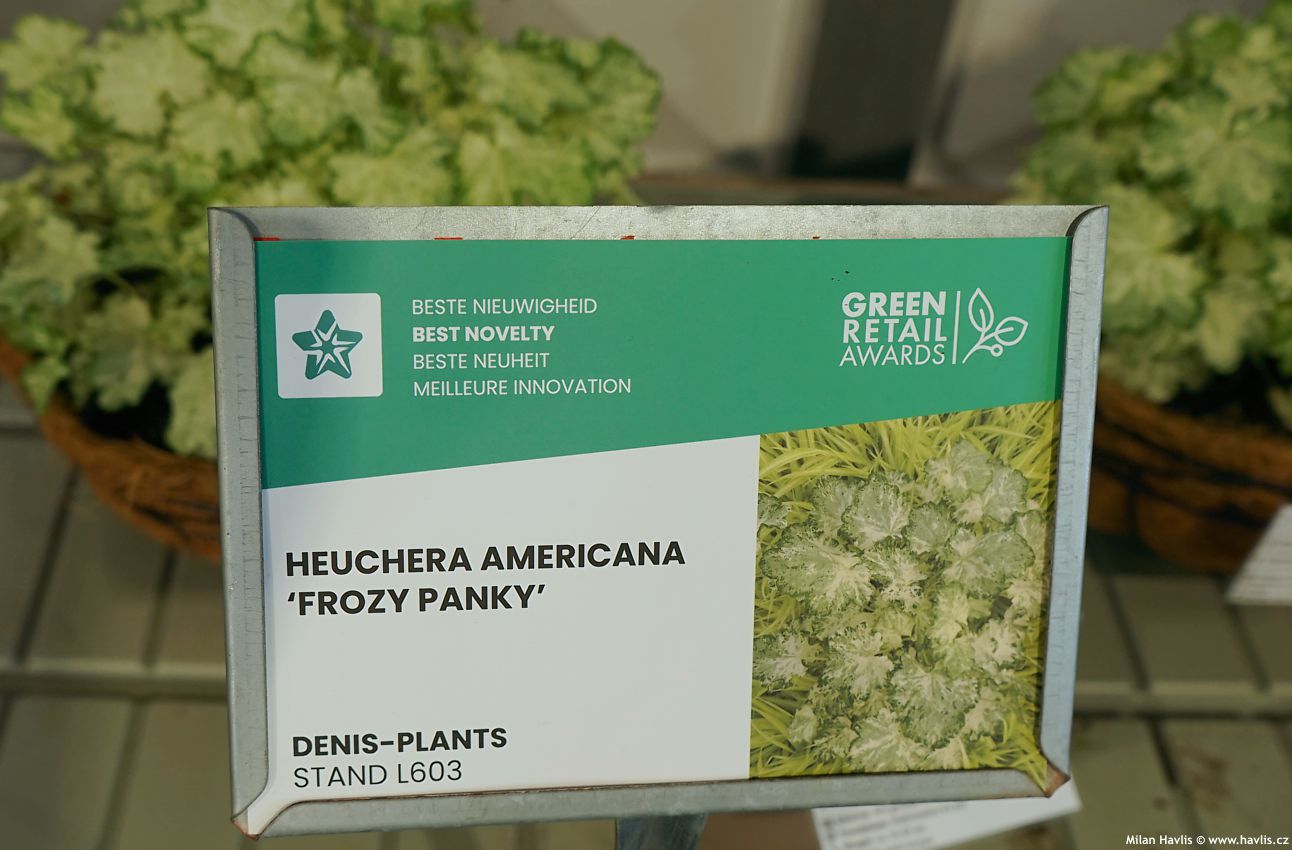 heuchera americana Frozy Panky