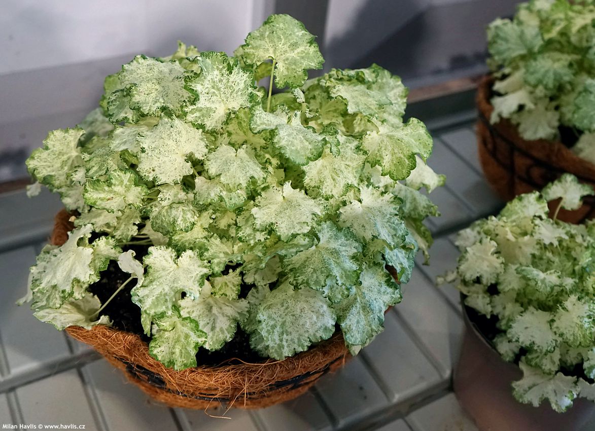 heuchera americana Frozy Panky