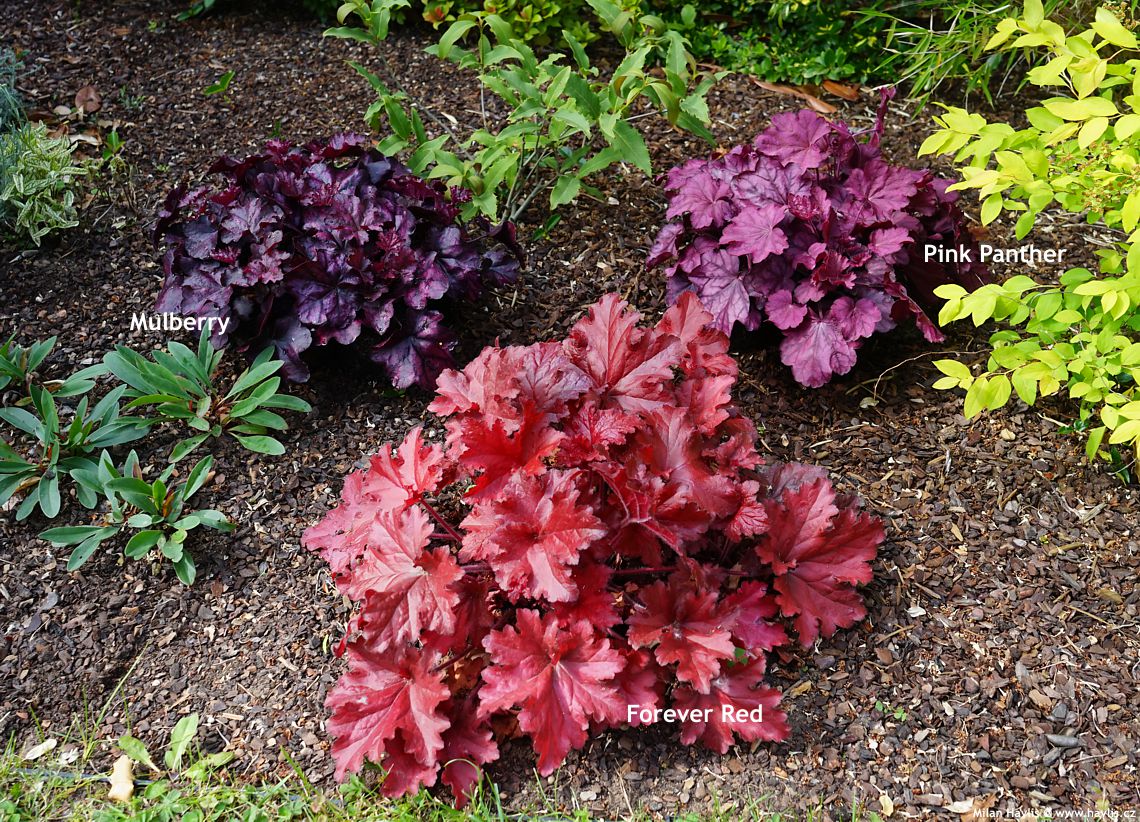 heuchera mix