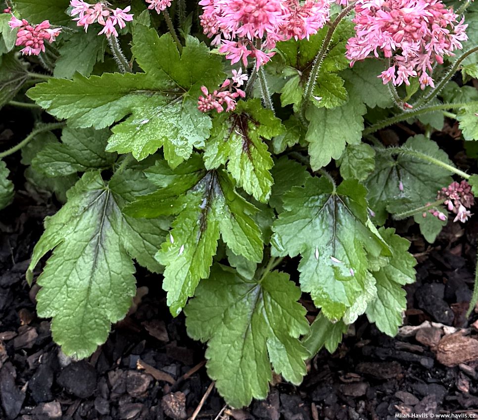 heucherella Pink Revolution 2026 (2).jpg