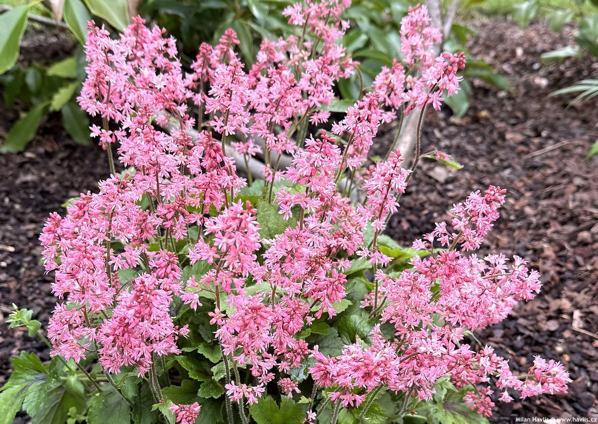 heucherella Pink Revolution 2026 (3).jpg