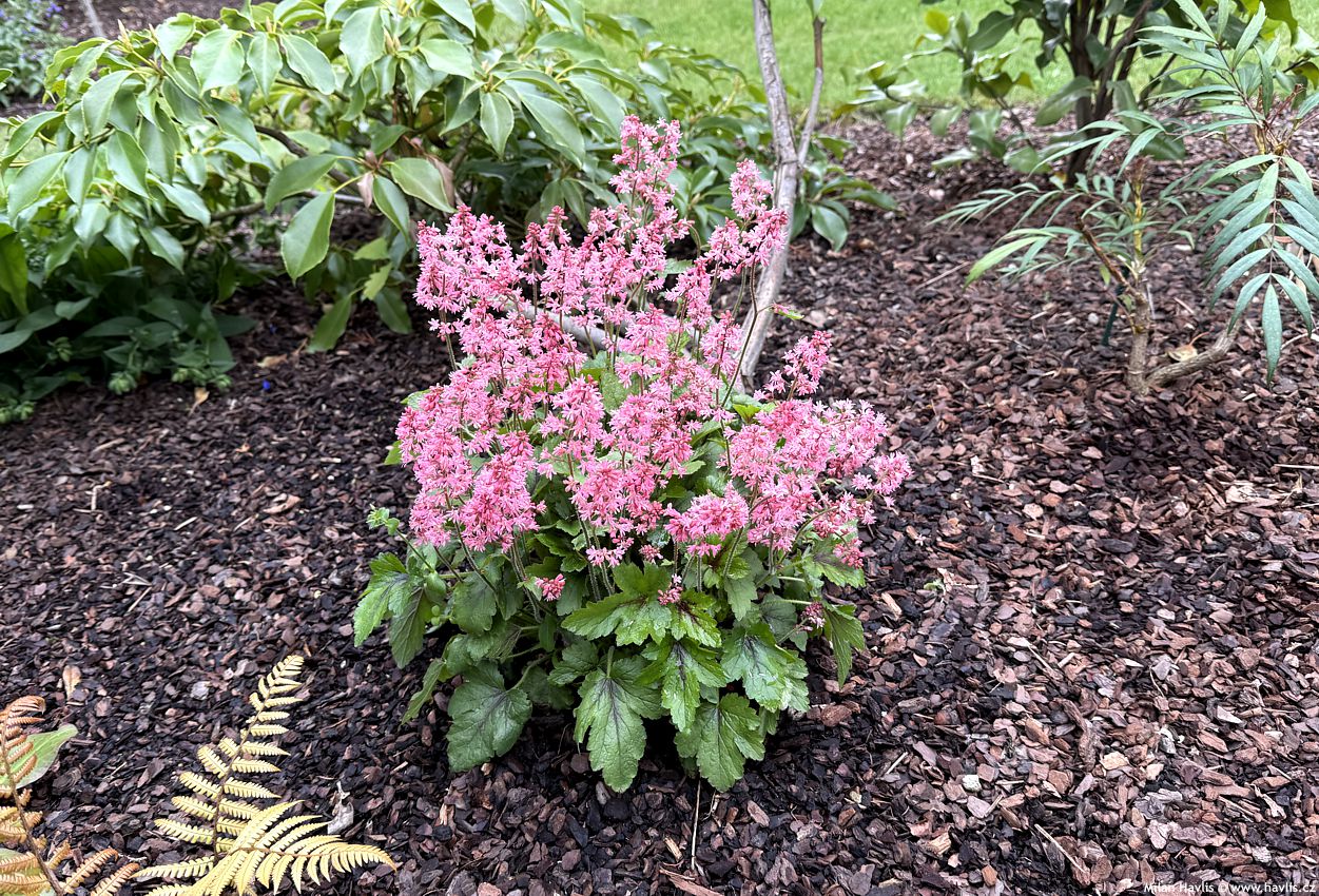 heucherella Pink Revolution 2026 (5).jpg